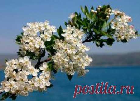 Цветы боярышника – лечебные свойства