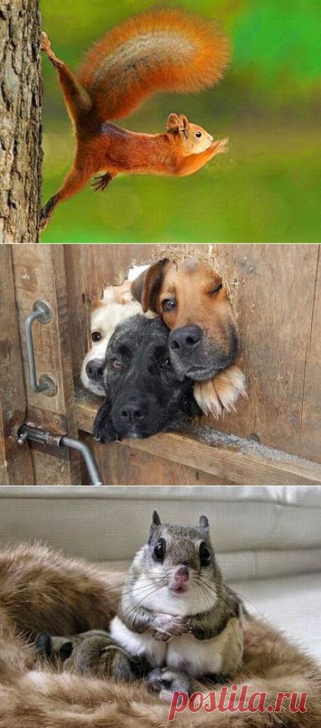 Интересное фото и видео – Фото: Животные – Community – Google+