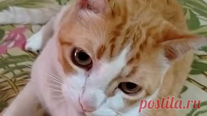 Кот подпевает) Забавно)