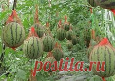 Espalier for watermelons. They are heavier than cukes, so you need to use nylon nets, wire, and hooks.  Шпалера состоит из проволоки, натянутой на два столбика. Вначале арбузы растут стелются по земле. Но когда завязи достигают размеров крупного яблока, их осторожно помещают в эту сетку на самое дно. Сетку завязывают и прикрепляют на металлический крюк, а крюк цепляют на проволоку шпалеры.
