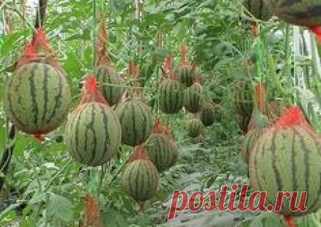 Espalier for watermelons. They are heavier than cukes, so you need to use nylon nets, wire, and hooks.  Шпалера состоит из проволоки, натянутой на два столбика. Вначале арбузы растут стелются по земле. Но когда завязи достигают размеров крупного яблока, их осторожно помещают в эту сетку на самое дно. Сетку завязывают и прикрепляют на металлический крюк, а крюк цепляют на проволоку шпалеры.