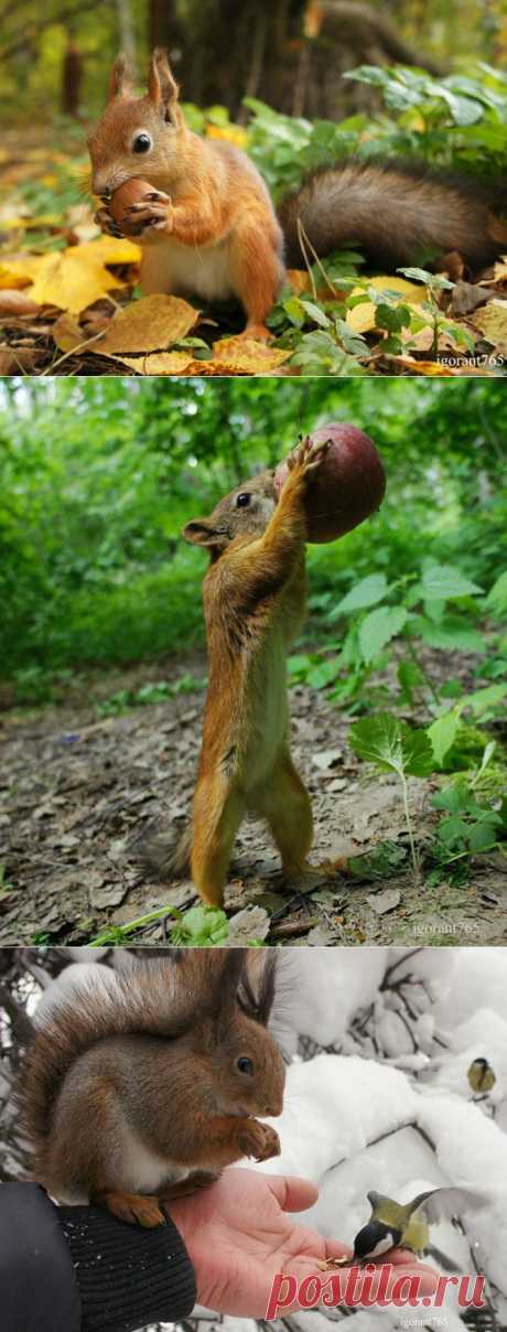 Беличий позитив! Белки-кривляки!