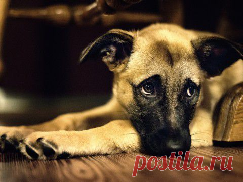 КАК НАУЧИТЬ РЕБЕНКА СОСТРАДАНИЮ? | Давай поговорим