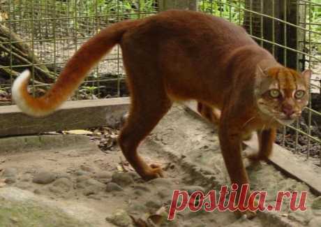 20 редких диких кошек - Калимантанская кошка