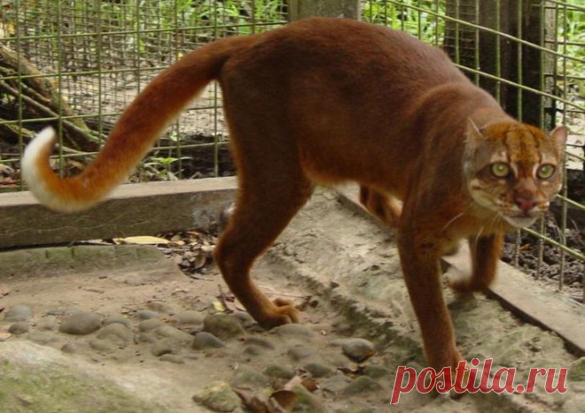 20 редких диких кошек - Калимантанская кошка