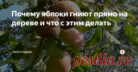 Почему яблоки гниют прямо на дереве и что с этим делать Многим садоводам знакома ситуация, когда вместо долгожданного урожая яблок на деревьях гниют плоды, покрытые налетом из желтовато-бежевых скоплений спор гриба. Этой печальной картине предшествовало появление на яблоках небольших бурых пятен, которые постепенно увеличивались, темнели и со временем захватывали плоды целиком. При отсутствии лечения количество пораженных яблок на дереве стремительно у