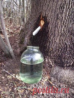 Кленовый сок - Интересный Мир