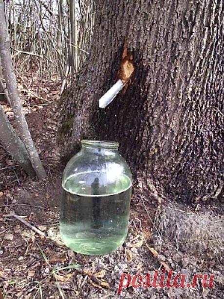 Кленовый сок - Интересный Мир