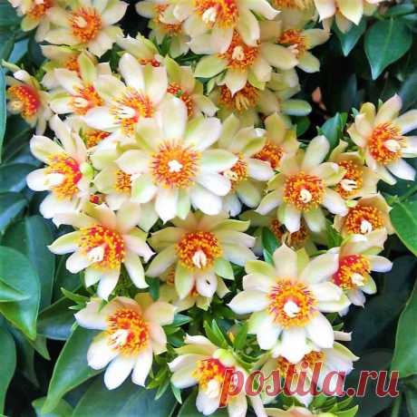 Ora-Pró-Nobis ou Trepadeira Limão - A mais Saborosa POSSUI 25,4% DE PROTEÍNA EM SUAS FOLHAS, DE MUITO FÁCIL CULTIVO E ADAPTAÇÃO, SENDO CONHECIDA COMO "CARNE DOS POBRES" OU " CARNE VEGETAL", para se ter uma comparação, o famoso Espinafre tem um pouco mais de 2% de proteína. Nome científico: Pereskia aculeata Segundo tradições populares, o nome teria sido criado por pessoas que colhiam a planta no quintal de um padre enquanto ele rezava em latim: Ora pro nobis. É também conh...