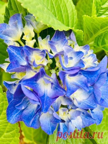 Лаванда и гортензия - синий пиар лета. Что же еще осталось? "Яблоки на деревьях, золотой октябрь и наши мечты" (близко Ремарк Э.М.) #августовскийсад #синиеглаза #гортензия #лаванда