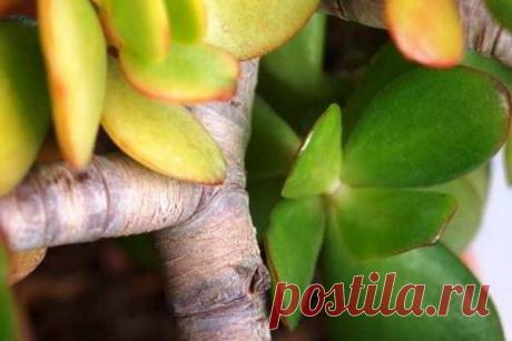 Почему у долларового дерева могут появляться жёлтые листья Основные причины проблемы Есть несколько ключевых причин, почему листья у этого растения могут в принципе желтеть. К ним относятся:
Естественные причины.Некорректный уход.Некорректный температурный ре...