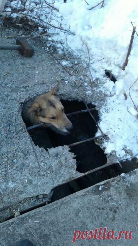 Из бетона торчала одна голова! Всем стало понятно, с собакой - беда!