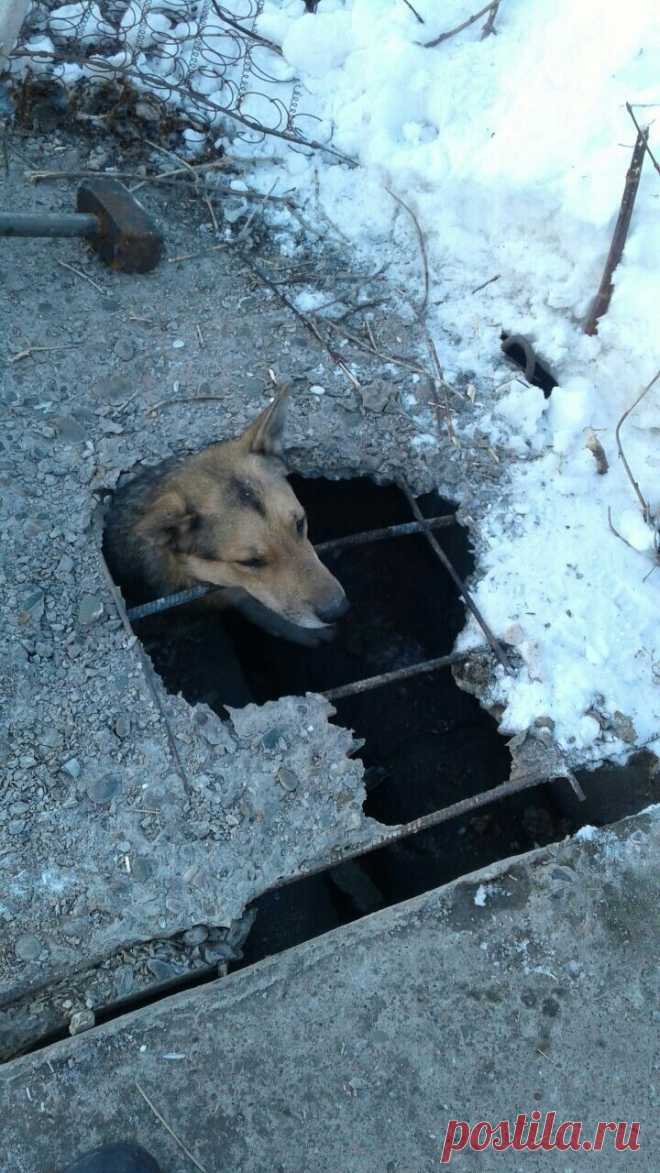 Из бетона торчала одна голова! Всем стало понятно, с собакой - беда!