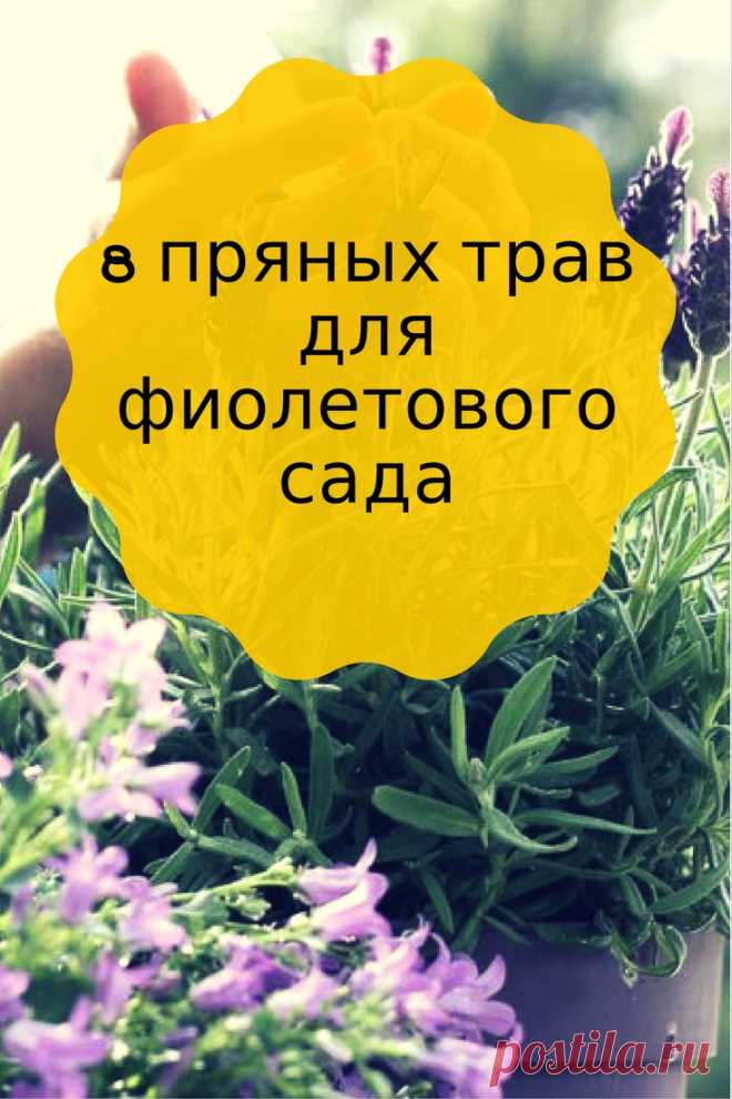 8 великолепных пряных трав для фиолетового сада