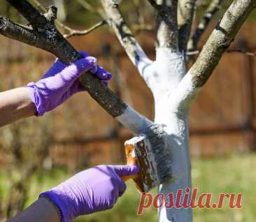 Как сберечь молодые саженцы в первую зиму