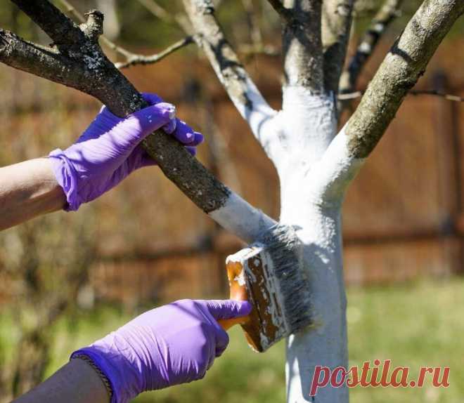 Как сберечь молодые саженцы в первую зиму