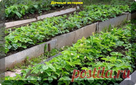 Уход за клубникой. Пять очень простых, но крайне важных советов для крупной и сладкой ягоды | 6 соток
