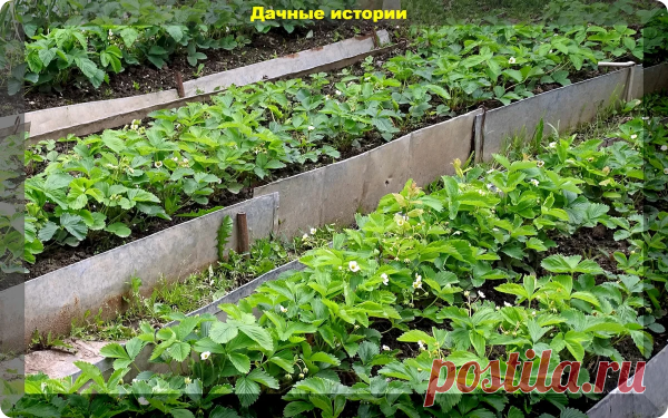 Уход за клубникой. Пять очень простых, но крайне важных советов для крупной и сладкой ягоды | 6 соток