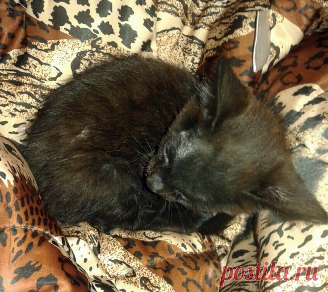 Подобрала на улице избитого котенка... Подобрала на улице. Все лицо было в крови, выбиты зубки, бедолагу били.
 

Его зовут Зема, классный котик! Правда шкодник, но я его все равно люблю!




Рамина Мугизова