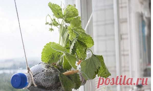 ОГУРЦЫ В БУТЫЛКАХ! ОЧЕНЬ УДОБНО И ВЫГОДНО