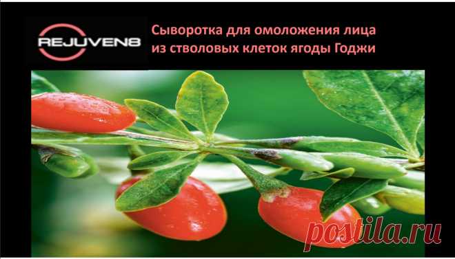 Rejuven8 | Компания Bepic