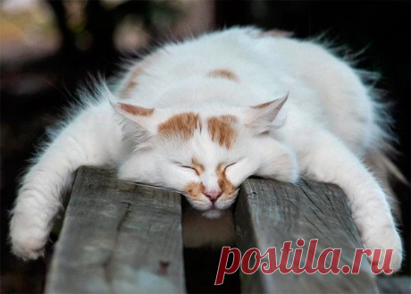 Который из них Ёшкин ???