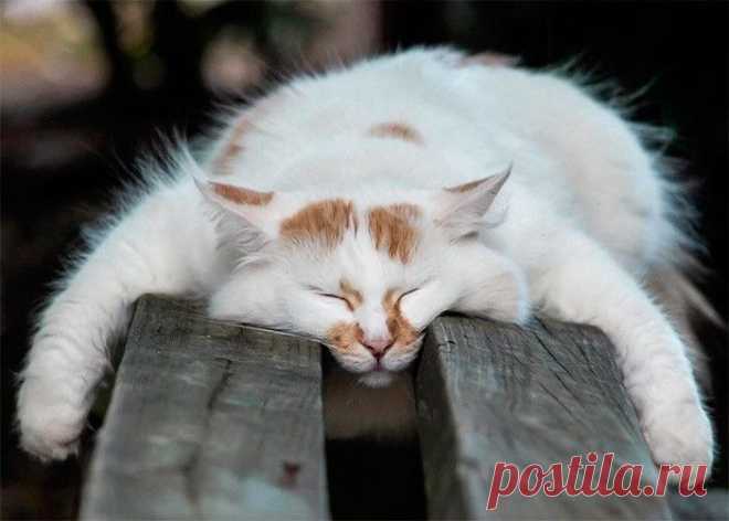 Который из них Ёшкин ???