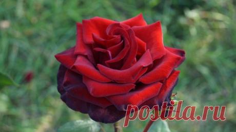 Венера Люкманова