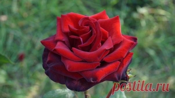 Венера Люкманова