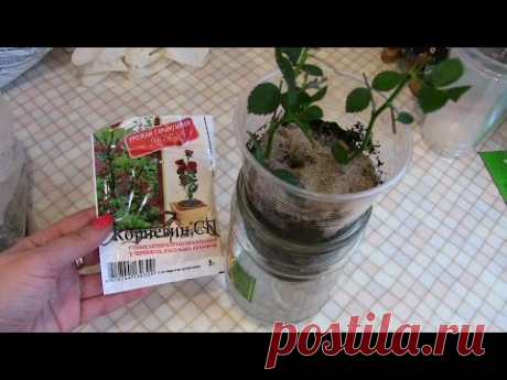 Как укоренить РОЗУ с букета или горшка/Простой и очень эффективный способ