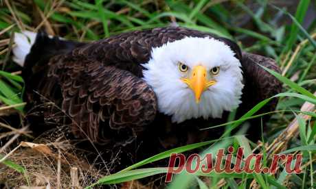 bald eagle near Chipera Prairie IA 653A0432 Monday morning got off to a bad start at work when we got a call in the office about a bald eagle sitting in the road ditch next to Chipera Prairie. Luckily, I got the easy job of photographing the capture while one of my brave co-workers had the tough task of tackling those sharp talons and beak. It is now in the hands of some talented raptor rehabilitators here in Iowa. This bird did not appear to have any physical injuries suc...