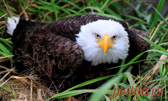 bald eagle near Chipera Prairie IA 653A0432 Monday morning got off to a bad start at work when we got a call in the office about a bald eagle sitting in the road ditch next to Chipera Prairie. Luckily, I got the easy job of photographing the capture while one of my brave co-workers had the tough task of tackling those sharp talons and beak. It is now in the hands of some talented raptor rehabilitators here in Iowa. This bird did not appear to have any physical injuries suc...