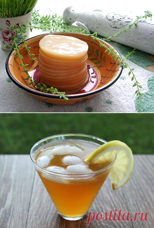 Чайный гриб свойства и противопоказания