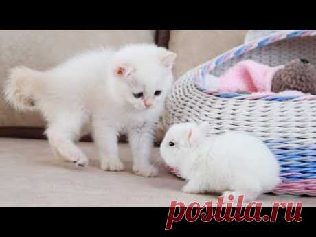 Белый котенок и крошечные кролики 🥰 Это так мило!