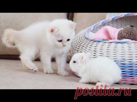 Белый котенок и крошечные кролики 🥰 Это так мило!
