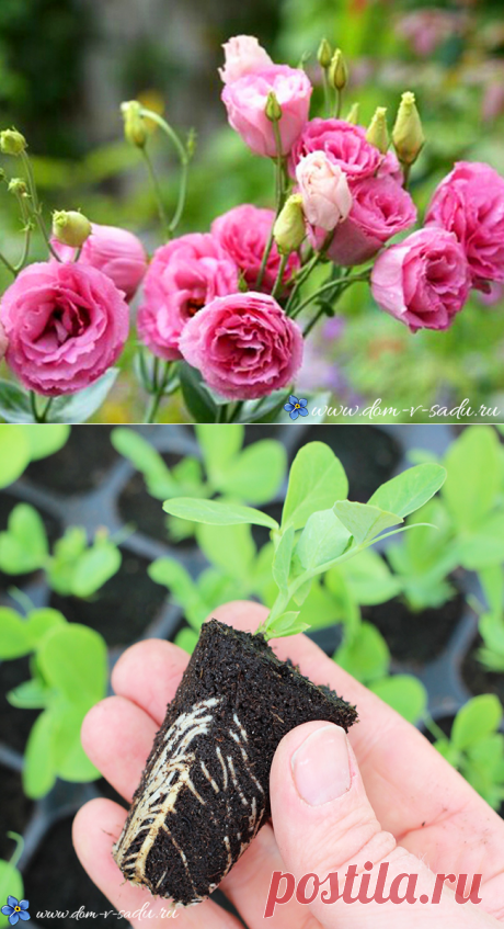 Посадка эустомы семенами на рассаду дома: все хитрости выращивания эустомы в домашних условиях. | Красивый Дом и Сад