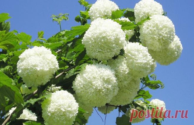 Калина бульденеж: фото в ландшафтном дизайне