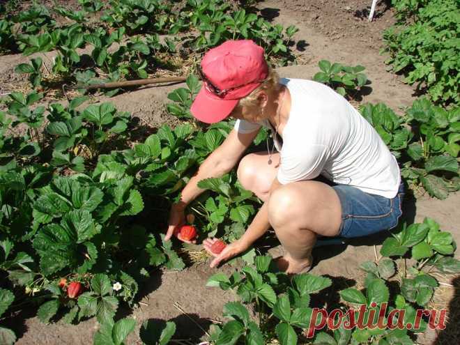 Есть путевка на клубничную дачу. Все включено: физические разгрузки, спа процедуры вместе с поливом, загар во время собирания урожая. Остальное придумаем.
