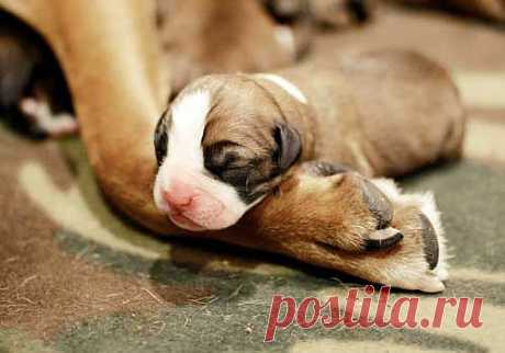 Puppies Will Pass Out Anywhere | CuteStuff.co - Cute Animals, Cute Pictures, Cute Videos and MORE!