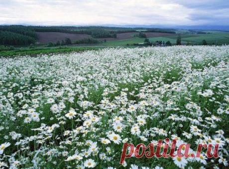 Сказочные пейзажи Фурано и Биэй, остров Хоккайдо
Японские города Фурано и Биэй, расположенные в центре острова Хоккайдо, известны своими завораживающими, живописными пейзажами.. Это и богатая зеленью весна с бесподобной по красоте цветущей дикой вишней на фоне  чудесными оранжевыми и желтыми оттенками осени, и волшебно белая зима со снегом настолько легким и сухим, что кажется, что кто-то покрыл все в одеяло алмазов.