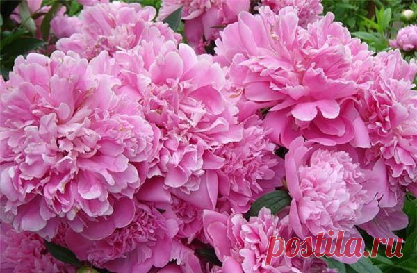 4 ЭТАПА ВНЕСЕНИЯ УДОБРЕНИЙ ДЛЯ ПИОНОВ 

1 этап - как только появятся молодые ростки, залейте в ямку у корней раствор аммиачной селитры (15 г. на 10 л. воды). 

2 и 3 этап - на стадии появления бутонов и на стадии их цветения внесите 7-8 г. аммиачной селитры, 5-6 г. калийной соли и 10-12 г. суперфосфата. 

4 этап - когда цветение уже закончится, внесите 5-6 г. калийной соли и 10-12 г. суперфосфата.