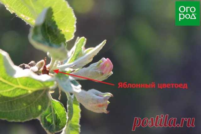 Почему не цветет яблоня – 4 главные причины отсутствия урожая