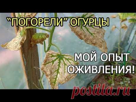 ВЯНУТ ЛИСТЬЯ ОГУРЦОВ - МОЙ ОПЫТ ОЖИВЛЕНИЯ!