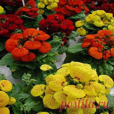КАЛЬЦЕОЛЯРИЯ ГИБРИДНАЯ (Calceolaria hyhrida)
Кальцеолярия, которую также называют дамской туфелькой, цветком-башмачком или растением-башмачком, вырастает до 25 см в высоту. У нее серо-зеленые морщинистые листья, имеющие очертания неправильного овала. Цветки, напоминающие по форме кошелек, окрашены в ярко-красный, желтый или оранжевый цвета, часто на них бывают контрастные пятна.