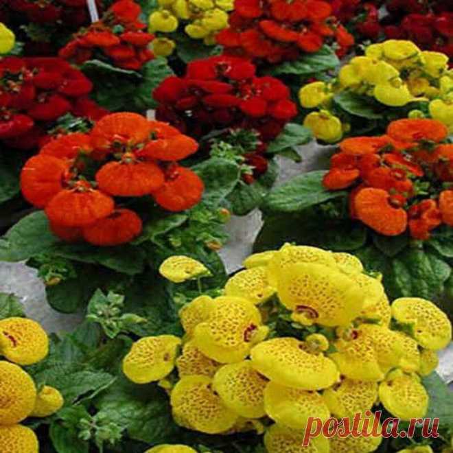 КАЛЬЦЕОЛЯРИЯ ГИБРИДНАЯ (Calceolaria hyhrida)
Кальцеолярия, которую также называют дамской туфелькой, цветком-башмачком или растением-башмачком, вырастает до 25 см в высоту. У нее серо-зеленые морщинистые листья, имеющие очертания неправильного овала. Цветки, напоминающие по форме кошелек, окрашены в ярко-красный, желтый или оранжевый цвета, часто на них бывают контрастные пятна.