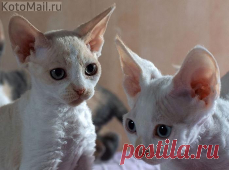 Малыши - коротыши | KotoMail.ru