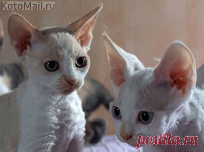 Малыши - коротыши | KotoMail.ru