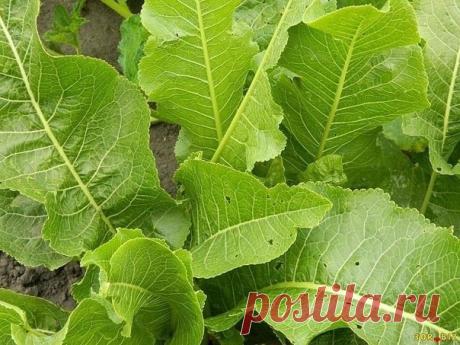 Болят колени, лечение народными средствами:
Если болят колени, нужно взять лист хрена, окунуть в кипяток, приложить на 2-3 часа к коленям. Листья хрена хорошо вытягивают соли и боль проходит. Курс лечения – 7 дней.

Если травмированы суставы на ногах: на ночь делать компрессы из раствора хозяйственного мыла.
Показать полностью…