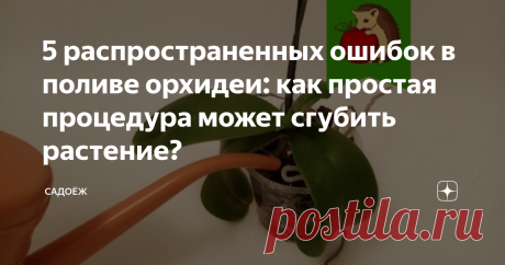 5 распространенных ошибок в поливе орхидеи: как простая процедура может сгубить растение?