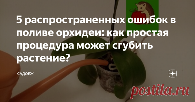 5 распространенных ошибок в поливе орхидеи: как простая процедура может сгубить растение?